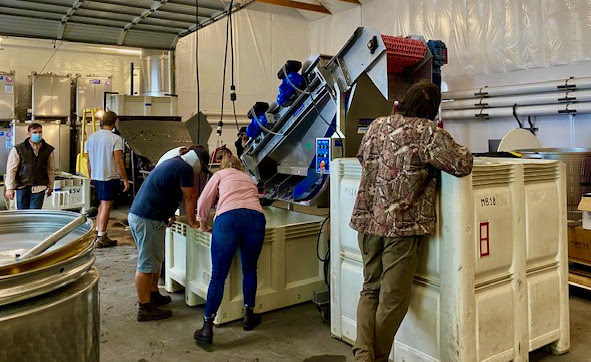 The winemaking team at Brooks Wine in Willamette Valley Oregon process Pinot Noir grapes as they come through the destemmer at harvest time. 