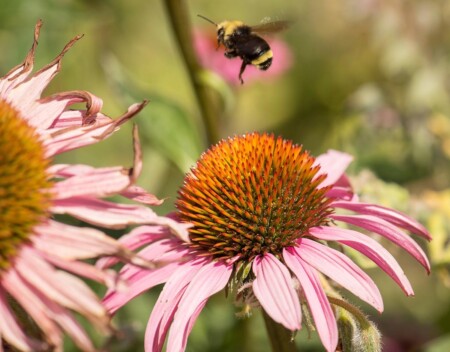 A bee locates a landing spot on a blooming flower at Brooks Estate's thriving and bountiful garden that supports bee-friendly wine.