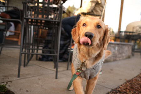 A leashed Golden Retriever is wearing a homemade knit sweater and licks her lips after sneaking a popcorn treat from under the patio table at Brooks Wine.