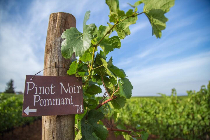 Historic Pinot Noir vines planted in 1973 at Brooks Estate vineyard in Amity, Oregon.