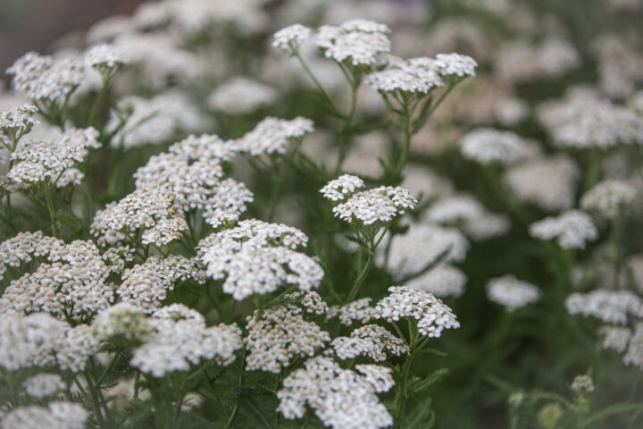 A close up shot of white yarrow blossoms, often used for their healing powers for ailments such as digestive health, wound healing, and hemorrhage control.