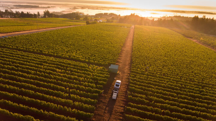 Drone photo with golden rays of sunshine covering the green canopies of several acres of vines with the dark red soils of Willamette Valley visible between the rows. 
